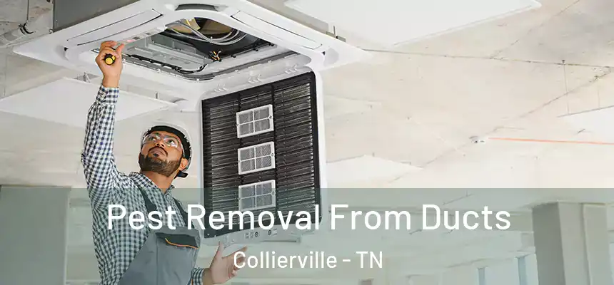 Pest Removal From Ducts Collierville - TN